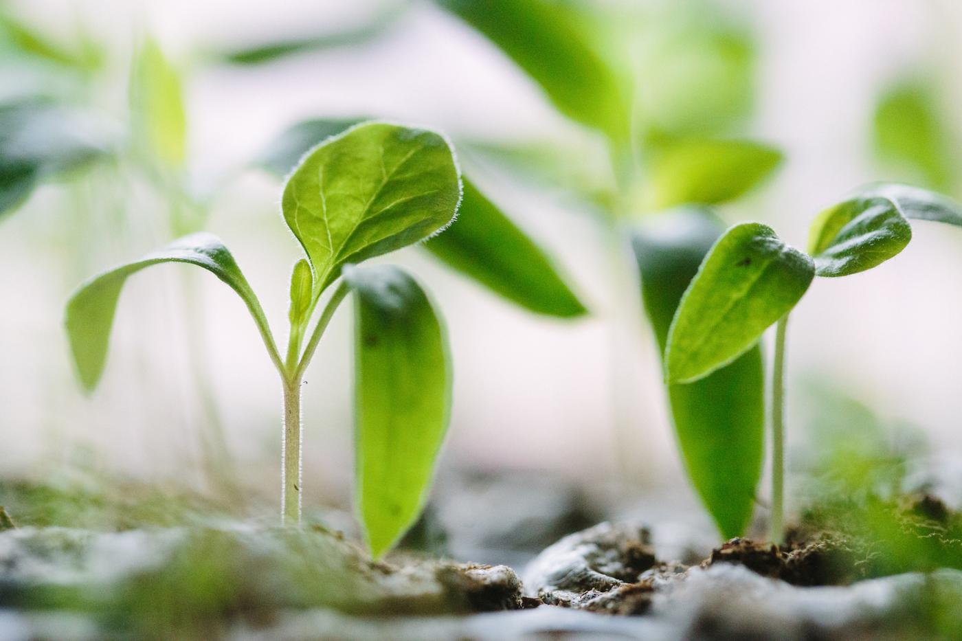 Seedlings